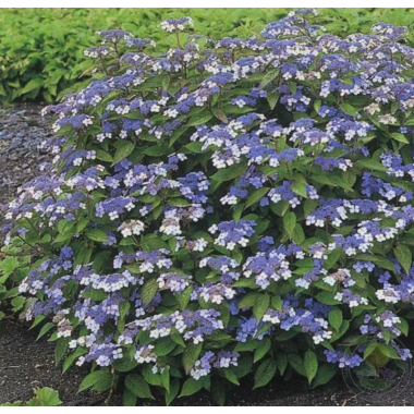 Гортензия пильчатая Блюберд (р12)