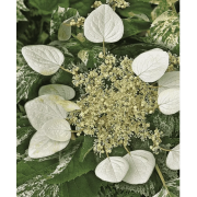 Схизофрагма гортензиевидная японская Бёрст оф Лайт, р9