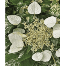 Схизофрагма гортензиевидная японская Бёрст оф Лайт, р9 Схизофрагма гортензиевидная японская Бёрст оф Лайт, р9