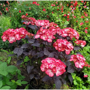 Гортензия пильчатая Чоко Блэк Вельвет (р12)