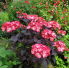 Гортензия пильчатая Чоко Блэк Вельвет (р12)