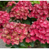 Гортензия крупнолистная Ребеллион Чоко Лав  (р12)