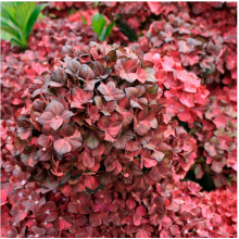 Гортензия крупнолистная Ребеллион Чоко Лав (р12) Гортензия крупнолистная Ребеллион Чоко Лав (р12)