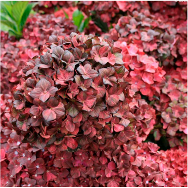 Гортензия крупнолистная Ребеллион Чоко Лав  (р12)
