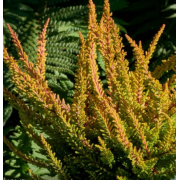 Вереск Даллас (р12)