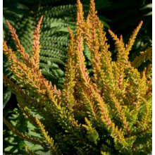 Вереск Даллас (р12) Вереск Даллас (р12)