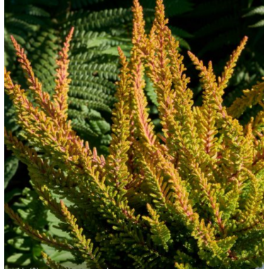 Вереск Даллас (р12)