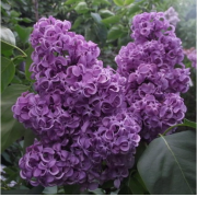 Сирень Дмитрий Менделеев (р9) Сирень Дмитрий Менделеев (р9)