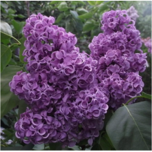 Сирень Дмитрий Менделеев (р9) Сирень Дмитрий Менделеев (р9)