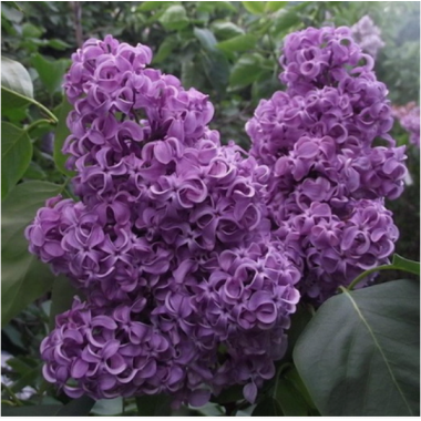 Сирень Дмитрий Менделеев (р9)