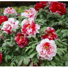 Пион древовидный Две Сестры (2/3 почки)