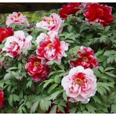 Пион древовидный Две Сестры (2/3 почки)