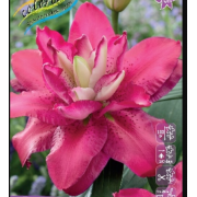 Луковица лилии Джамала (Восточные махровые гибриды)