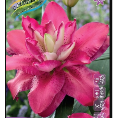 Луковица лилии Джамала (Восточные махровые гибриды)