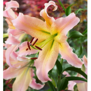 Луковица лилии Элюзив (ОТ-гибрид)