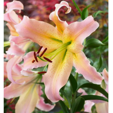 Луковица лилии Элюзив (ОТ-гибрид)