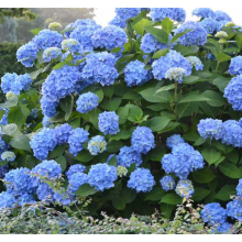 Гортензия крупнолистная Энджел Саммер Ориджинал Блу (С2) Гортензия крупнолистная Энджел Саммер Ориджинал Блу (С2)