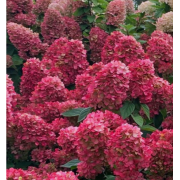 Гортензия метельчатая Файер Лайт (р9)