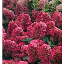 Гортензия метельчатая Файер Лайт (р9)