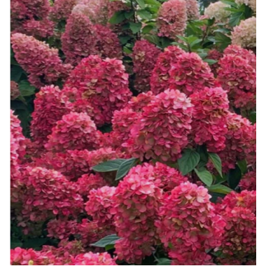 Гортензия метельчатая Файер Лайт (р9)