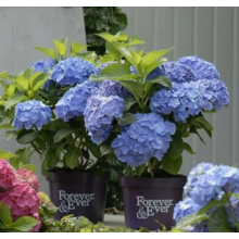Гортензия крупнолистная Форевер энд Эвер Блу (С2) Гортензия крупнолистная Форевер энд Эвер Блу (С2)