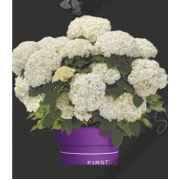 Гортензия древовидная  Фловер Вау (р9)