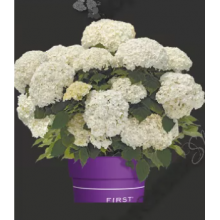 Гортензия древовидная Фловер Вау (р9) Гортензия древовидная Фловер Вау (р9)