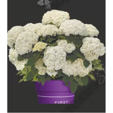Гортензия древовидная  Фловер Вау (р9)