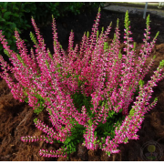 Вереск Франка (р12)