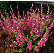 Вереск Франка (р12) Вереск Франка (р12)