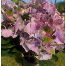 Гортензия крупнолистная Рембрандт Антико Фреско (р14) Гортензия крупнолистная Рембрандт Антико Фреско (р14)