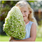 Гортензия метельчатая Геркулес (ОКС, 5-6 веток)