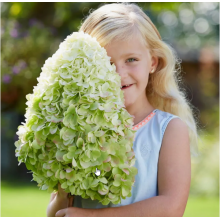 Гортензия метельчатая Геркулес (ОКС, 5-6 веток)