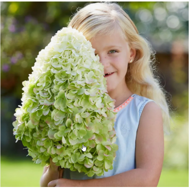 Гортензия метельчатая Геркулес (ОКС, 5-6 веток)