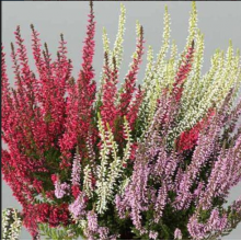 Вереск, микс сортов Трио Герлс 1 (Патрисия-Бетина-Аметист) р15 Вереск, микс сортов Трио Герлс 1 (Патрисия-Бетина-Аметист) р15