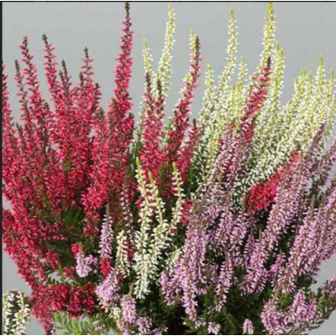 Вереск, микс  сортов Трио Герлс 1 (Патрисия-Бетина-Аметист) р15