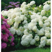 Гортензия древовидная Грандифлора (р9)