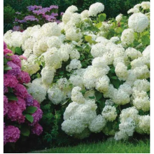 Гортензия древовидная Грандифлора (р9) Гортензия древовидная Грандифлора (р9)