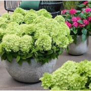 Гортензия метельчатая Граундбрейкер Грини (р14)