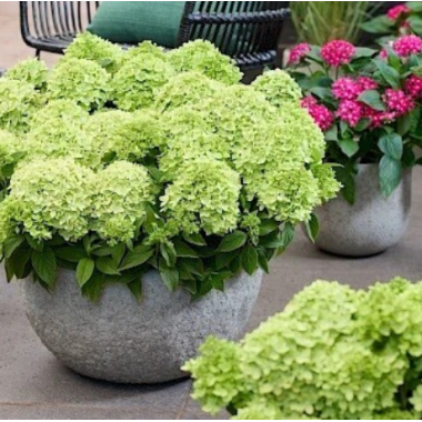 Гортензия метельчатая Граундбрейкер Грини (р14)