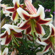 Луковица лилии Роберт Гризбах (ОТ-гибрид, лилия-дерево)