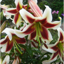 Луковица лилии Роберт Гризбах (ОТ-гибрид, лилия-дерево) Луковица лилии Роберт Гризбах (ОТ-гибрид, лилия-дерево)