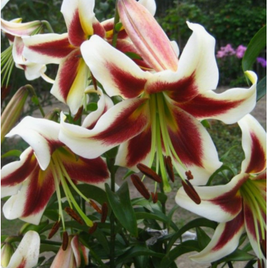 Луковица лилии Роберт Гризбах (ОТ-гибрид, лилия-дерево)