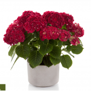 Гортензия крупнолистная Хай Фаер (р12)