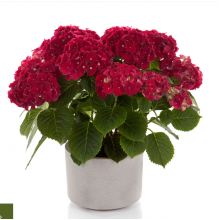 Гортензия крупнолистная Хай Фаер (р12) Гортензия крупнолистная Хай Фаер (р12)