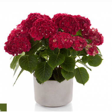 Гортензия крупнолистная Хай Фаер (р12)