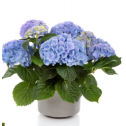 Гортензия крупнолистная Хай Ривер (р12)