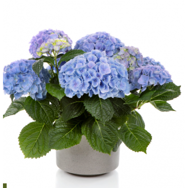 Гортензия крупнолистная Хай Ривер (р12)