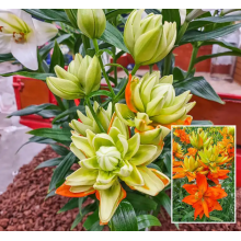 Луковица лилии Халк (Азиатские махровые гибриды) Луковица лилии Халк (Азиатские махровые гибриды)