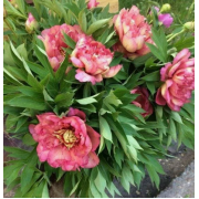 Пион Хиллари, ИТО-гибрид, 3-5 п